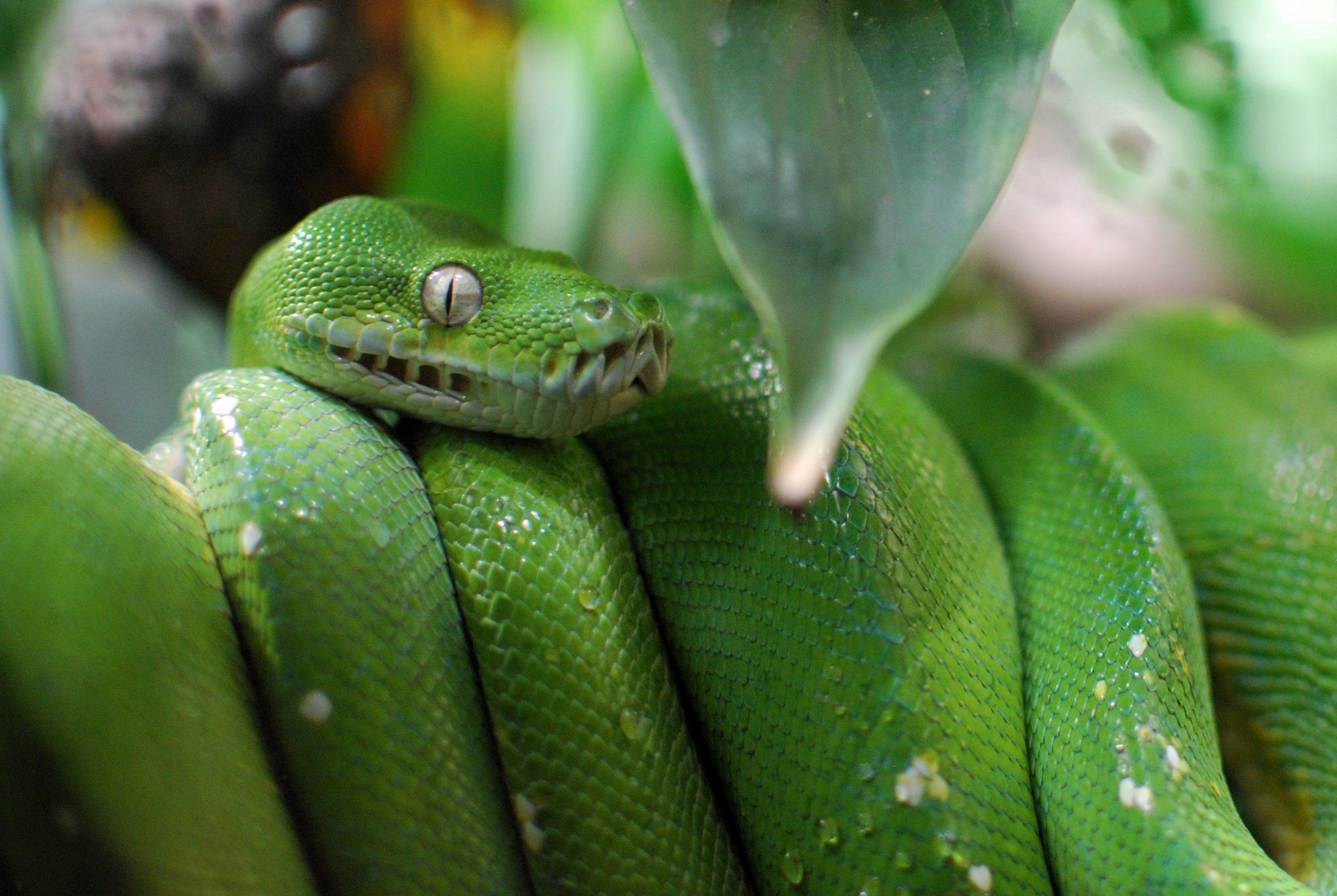 A green tree python from the Ménagerie du Jardin des Plantes zoo in Paris (own work, CC-BY-SA 4.0)