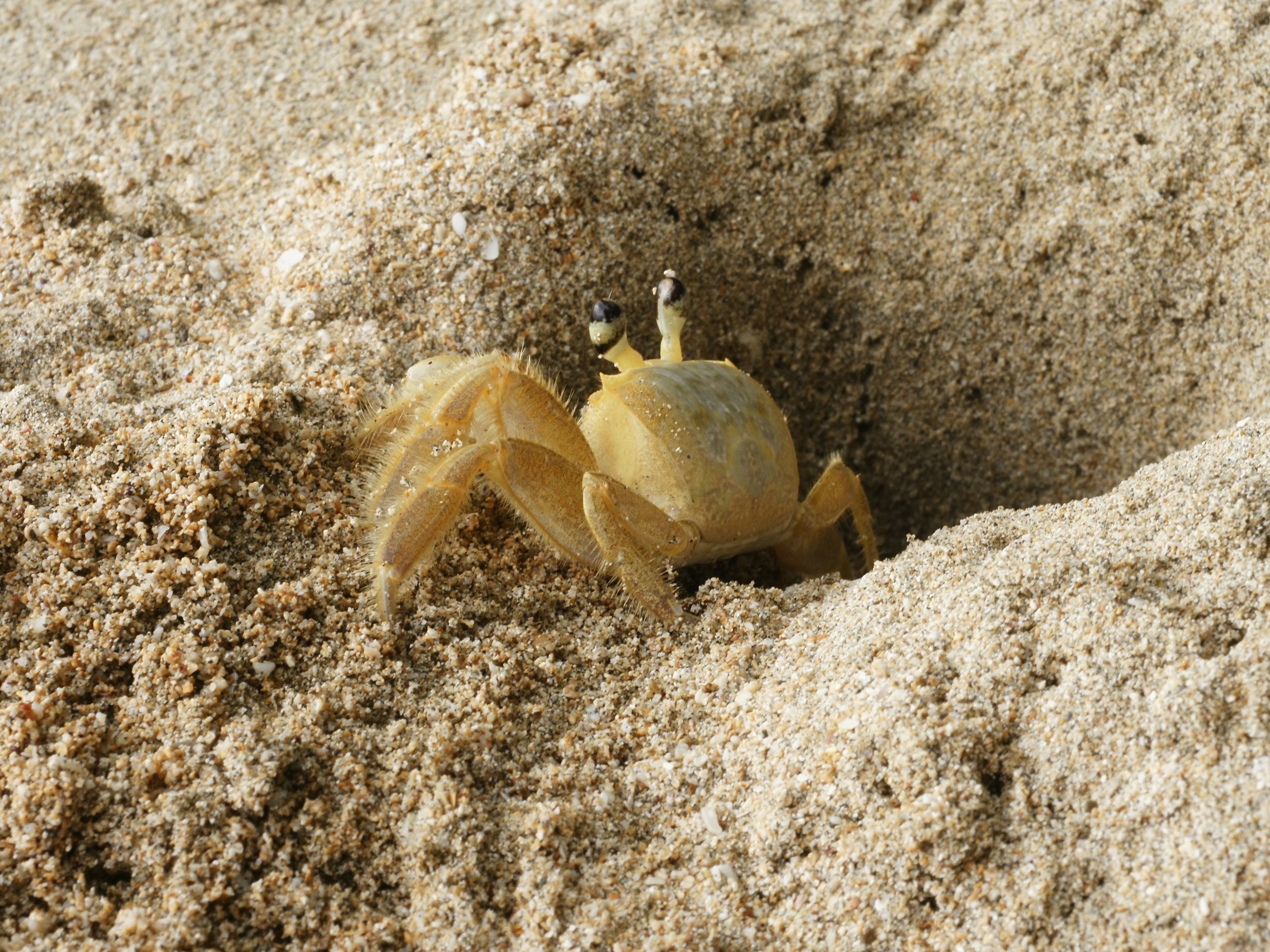 Picture of a crab digging a hole in the sand
